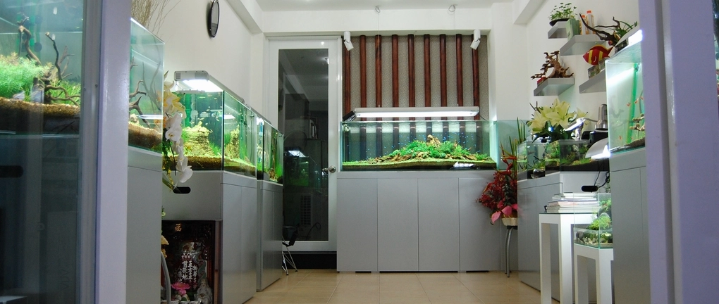 Hồ thủy sinh được thiết kế với cây xanh và ánh sáng dịu cho cảm giác tự nhiên