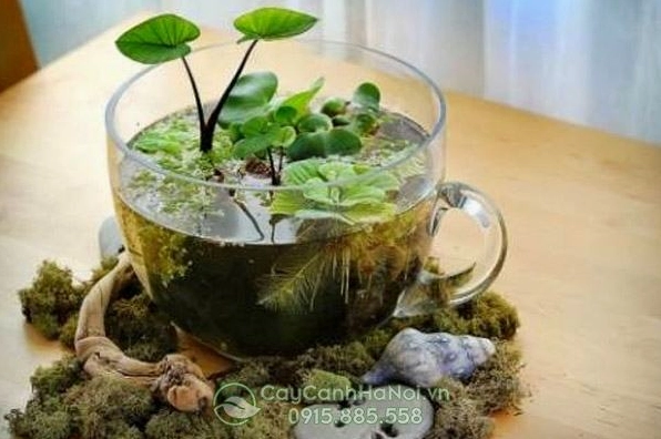 Hồ tiểu cảnh mini có mặt nước nhỏ phản chiếu cây xanh và đá trang trí