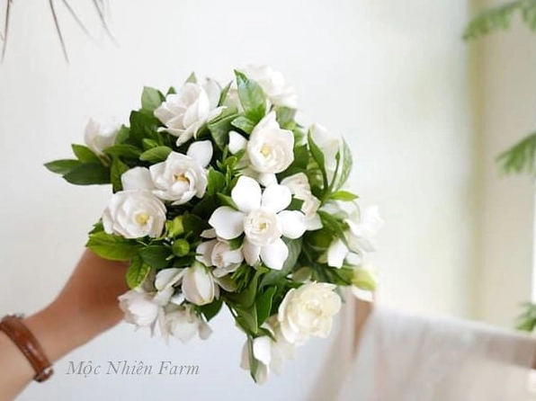 Hoa bạch thiên hương được cắm trang trí trong nhà tạo cảm giác sang và dịu mát