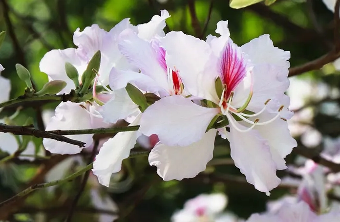 Hoa ban Ấn Độ với sắc hoa dày và dáng nở nổi bật cho thấy họ hàng thực vật gần gũi của cây ban