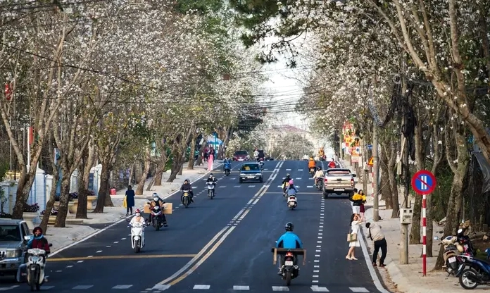 Hoa ban Đà Lạt xuất hiện trong không gian cao nguyên mát lành với gam màu nhẹ và thanh thoát
