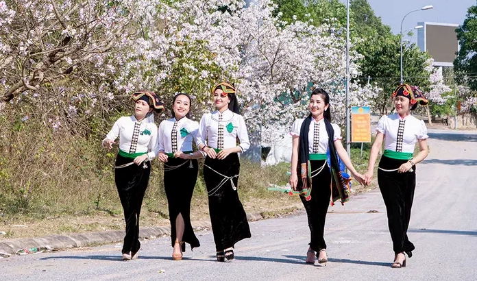 Hoa ban Điện Biên bung nở ven đường tạo nên bức tranh mùa xuân đặc trưng của miền biên viễn