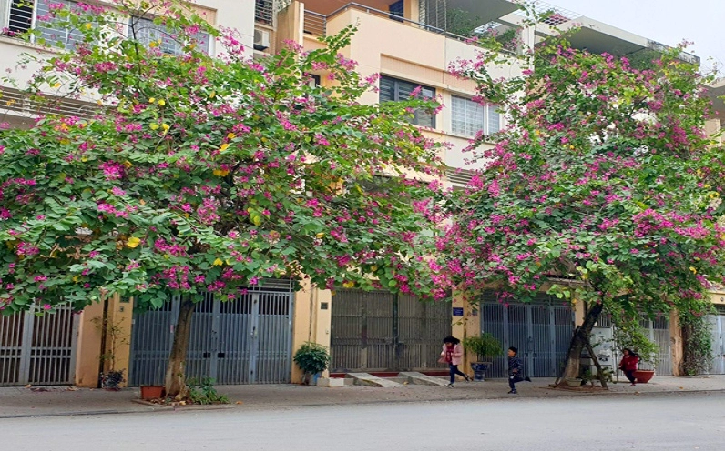 Hoa ban đỏ thu hút ánh nhìn với màu sắc nổi bật và dáng cánh mềm mại