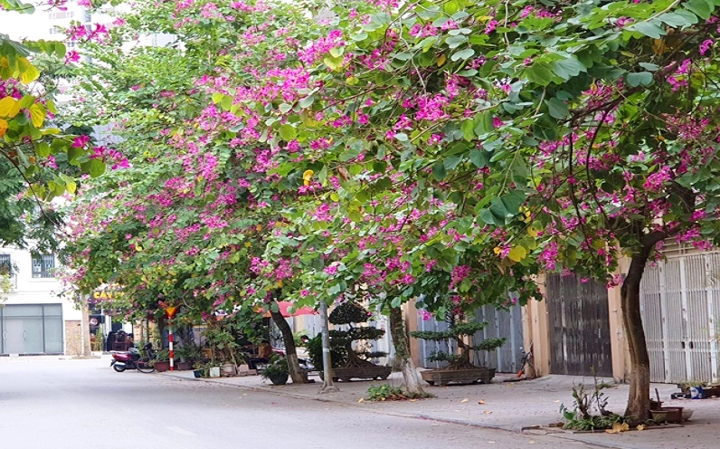 Hoa ban đỏ với màu đỏ khiến lòng người xuyến xao trong khung hình ngập nắng