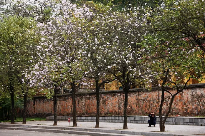 Hoa ban Hà Nội nở trên phố với vẻ đẹp thanh lịch nổi bật giữa không gian đô thị đầu xuân