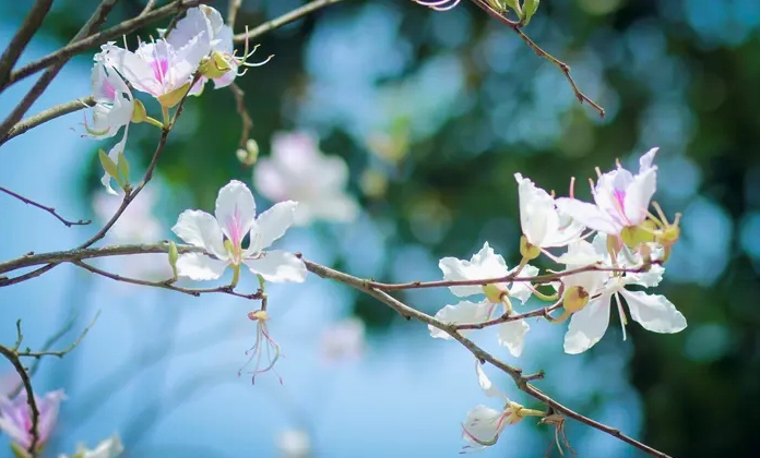 Hoa ban trắng nở thành chùm thanh khiết trên cành mảnh dưới nền trời xuân trong trẻo
