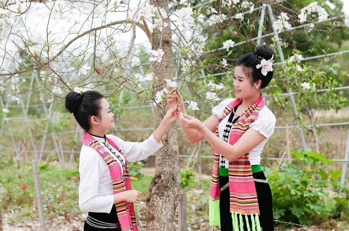 Hoa ban Yên Bái nở rộ trong không gian thoáng đãng mang nét dịu ngọt của mùa xuân miền núi