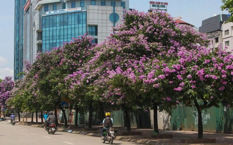 Hoa Bằng Lăng nở rộ vào mùa hè khoảng tháng 5 tháng 6 dưới bầu trời sáng trong và nắng vàng
