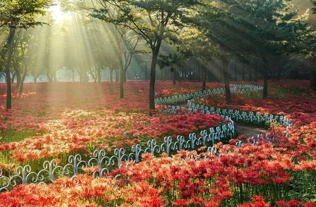 Hoa Bỉ Ngạn xuất hiện trong không gian công cộng tại Nhật Bản với vẻ đẹp vừa nổi bật vừa trang nhã