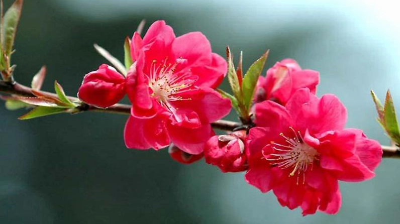 Hoa bích đào màu hồng đậm nở dày trên cành tạo vẻ rực rỡ và sang trọng