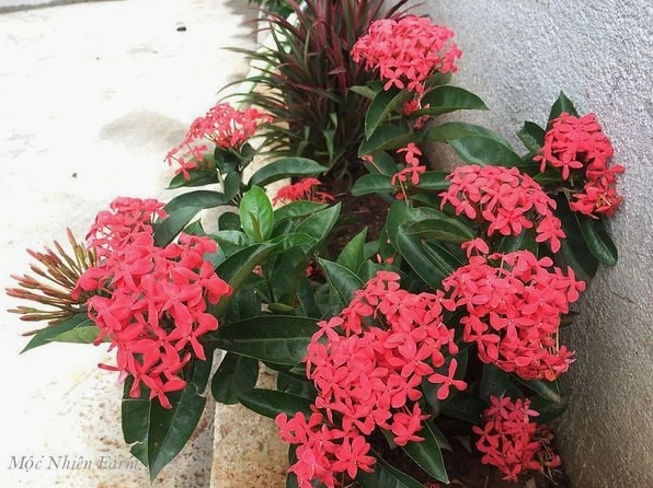 Hoa Bông Trang hồng cao 350 với dáng bụi cân đối và sắc hoa tươi sáng nổi trên nền lá