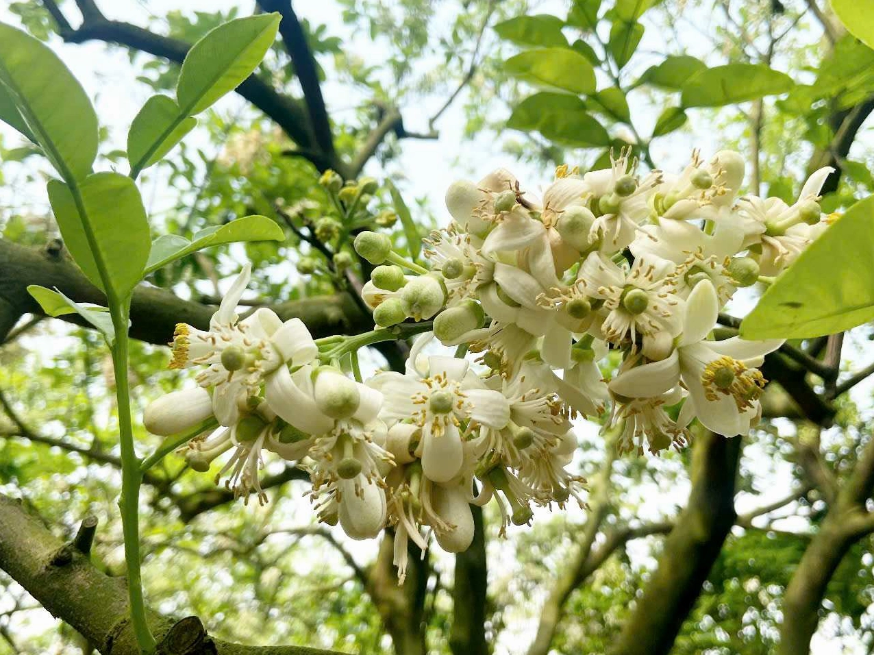 Hoa bưởi nở thành từng chùm, cánh trắng muốt điểm nhụy vàng, tỏa mùi hương nồng nàn dưới ánh sáng tự nhiên