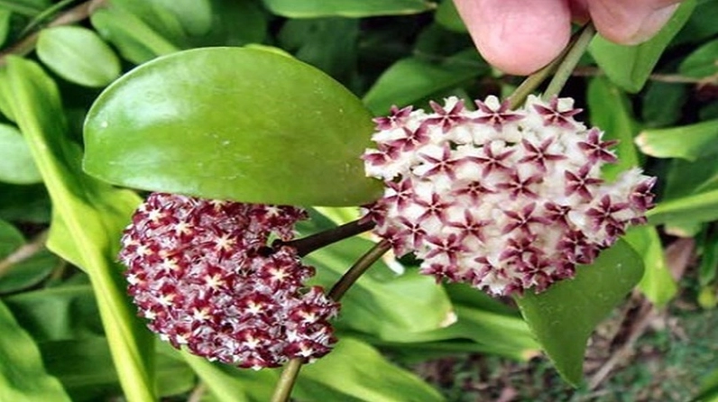 Hoa cẩm cù đón ánh sáng vừa phải, chùm hoa và lá hiện lên rõ nét trong điều kiện sáng giúp cây phát triển khỏe mạnh