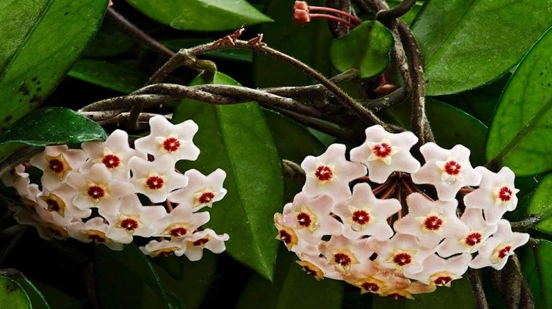 Hoa cẩm cù xuất hiện trong không gian sống như một loài cây cảnh vừa trang trí vừa mang giá trị tinh thần gần gũi