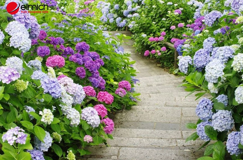 Hoa cẩm tú cầu nhiều màu sắc với mỗi gam màu mang một ý nghĩa riêng
