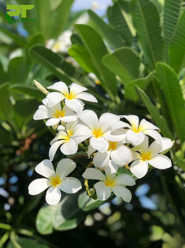 Hoa Cây Sứ Đại màu trắng tinh khôi nở thành chùm nổi bật trên nền lá xanh