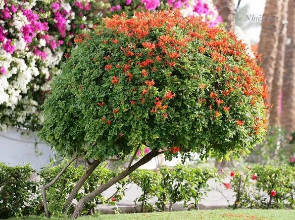 Hoa chùm ớt Rạng đông phát triển khỏe khi nhận được nhiều ánh sáng