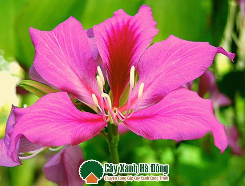 Hoa của cây Ban Đỏ khoe sắc thắm với gam đỏ đậm nổi bật trên cành