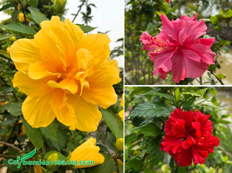 Hoa của cây Dâm Bụt kép với nhiều lớp cánh xếp dày tạo vẻ sang trọng và nổi bật