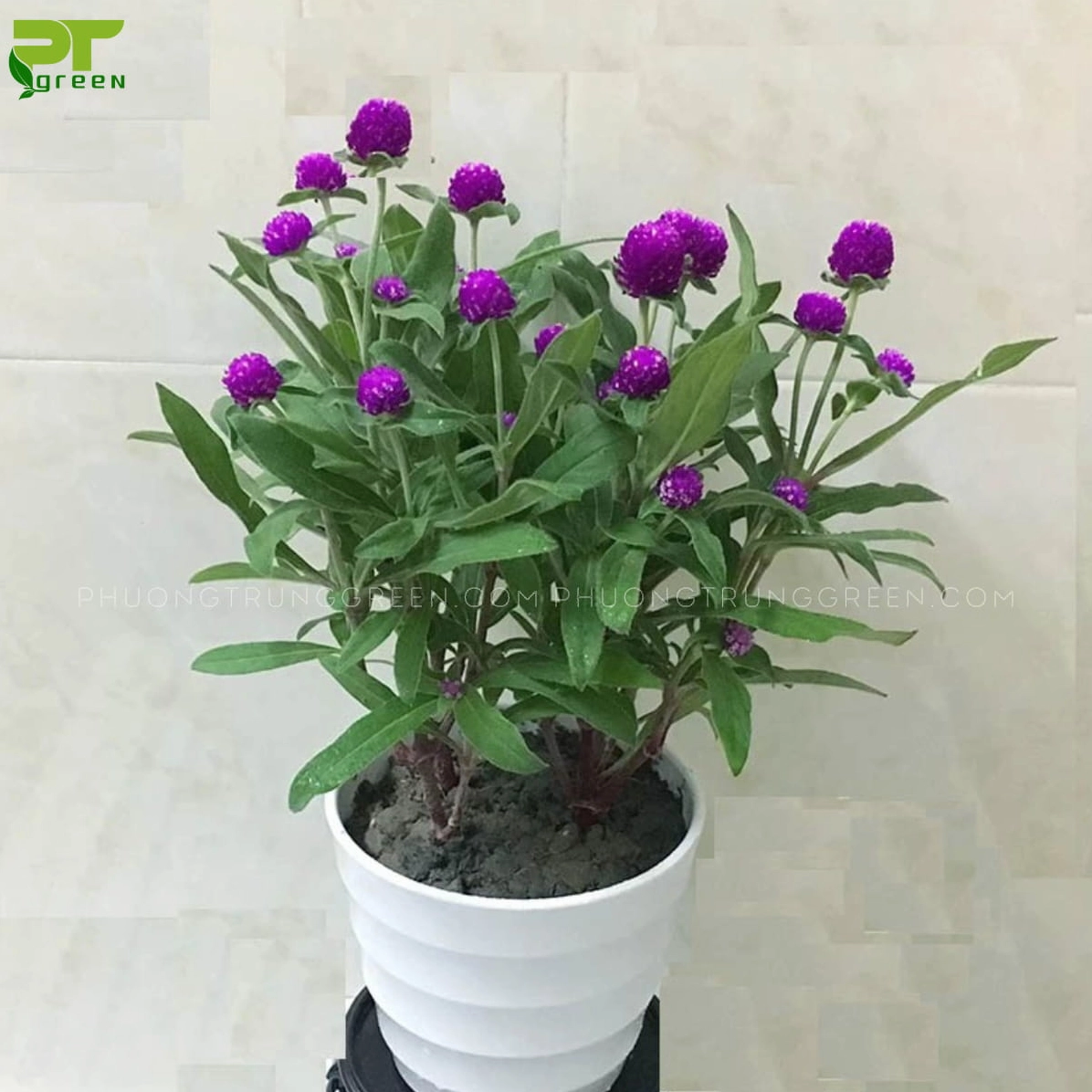 Hoa Cúc Bách Nhật màu tím hồng nở thành từng chùm trên nền lá xanh tươi