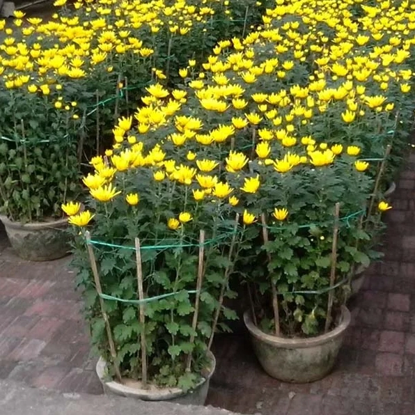 Hoa Cúc Đại Đóa nở đều trong chậu với từng bông tròn lớn và lá xanh khỏe khoắn