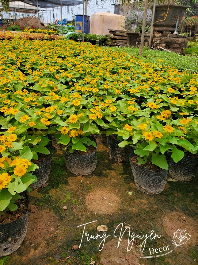 Hoa cúc mặt trời khoe sắc trong không gian sân vườn, tạo điểm nhấn ấm áp và đầy năng lượng