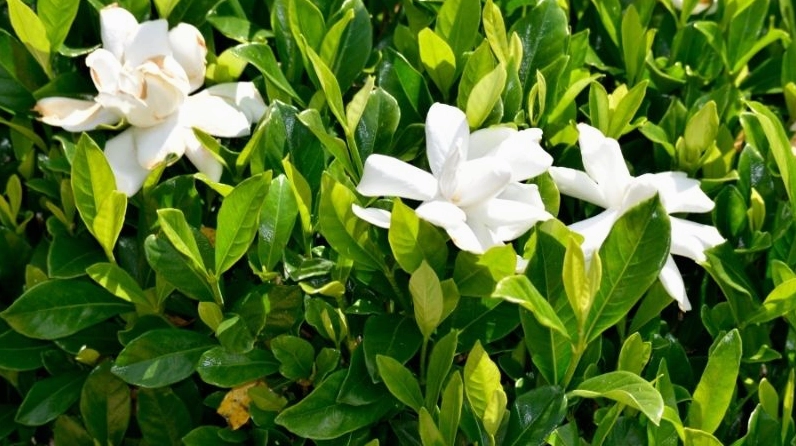 Hoa Dành Dành có thể trồng tại nhà bằng hạt hoặc giâm cành trong đất tơi xốp