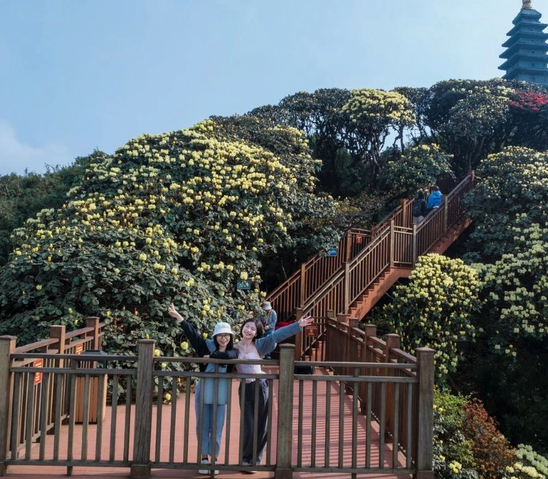 Hoa đỗ quyên rừng nở dọc triền núi tạo nên khung cảnh hoang sơ mà rực rỡ giữa đại ngàn