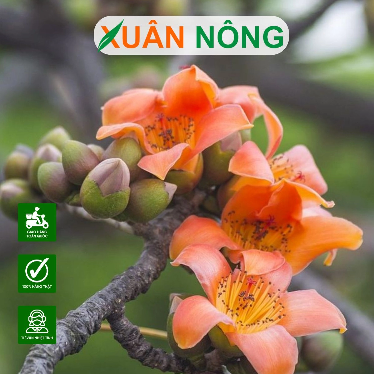 Hoa Gạo đỏ rực nở dày trên cành tạo nên mảng màu nổi bật giữa không gian thiên nhiên