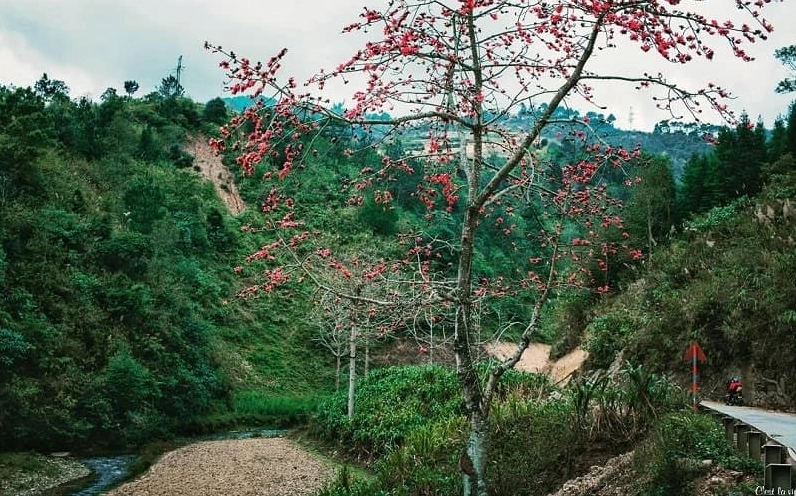 Hoa Gạo mọc hai bên con đường tạo thành cảnh sắc đỏ thắm dẫn lối rất cuốn hút