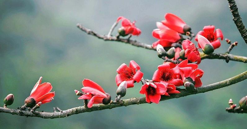 Hoa Gạo nở vào đầu tháng Ba với sắc đỏ tươi báo hiệu mùa đẹp nhất trong năm