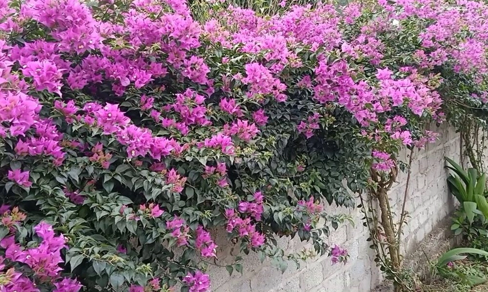 Hoa giấy Brazil Bougainvillea Glabra với màu hoa rực rỡ và dáng cành thanh thoát