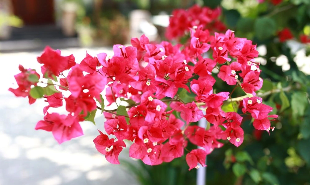 Hoa giấy Cẩm Thạch nổi bật với sắc lá và hoa tạo vẻ đẹp lạ mắt