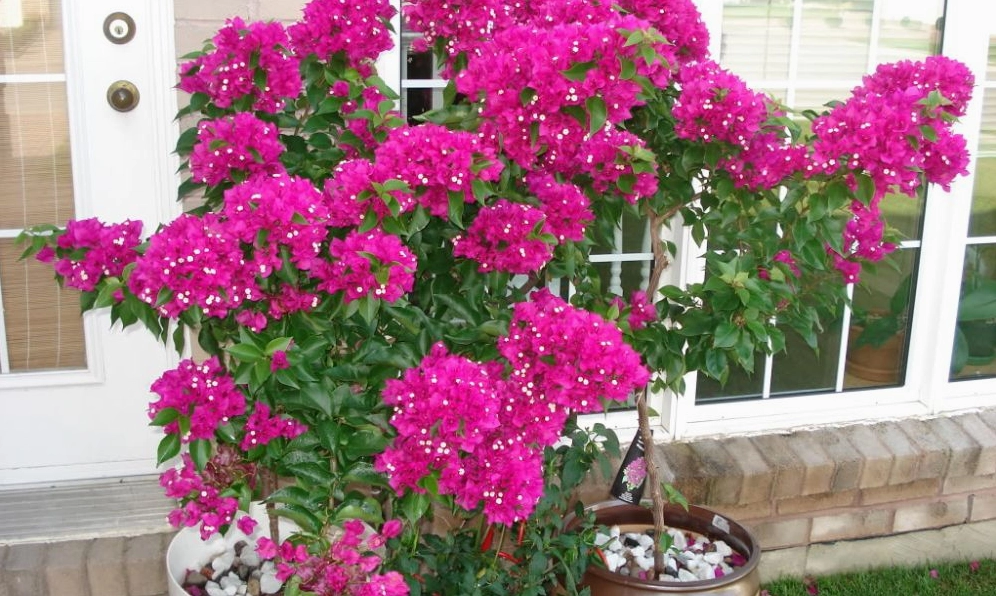 Hoa giấy Thái Lan Bougainvillea Spectabilis có sắc hoa tươi và chùm bông dày