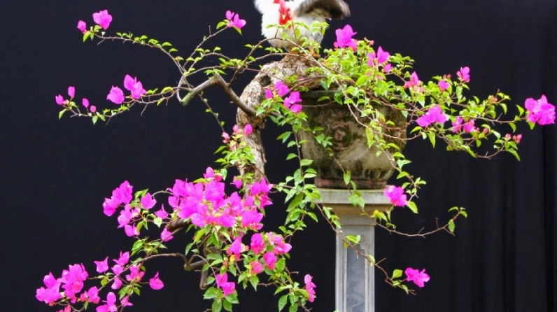 Hoa giấy trồng bonsai có dáng cây gọn đẹp và hoa nở nổi bật