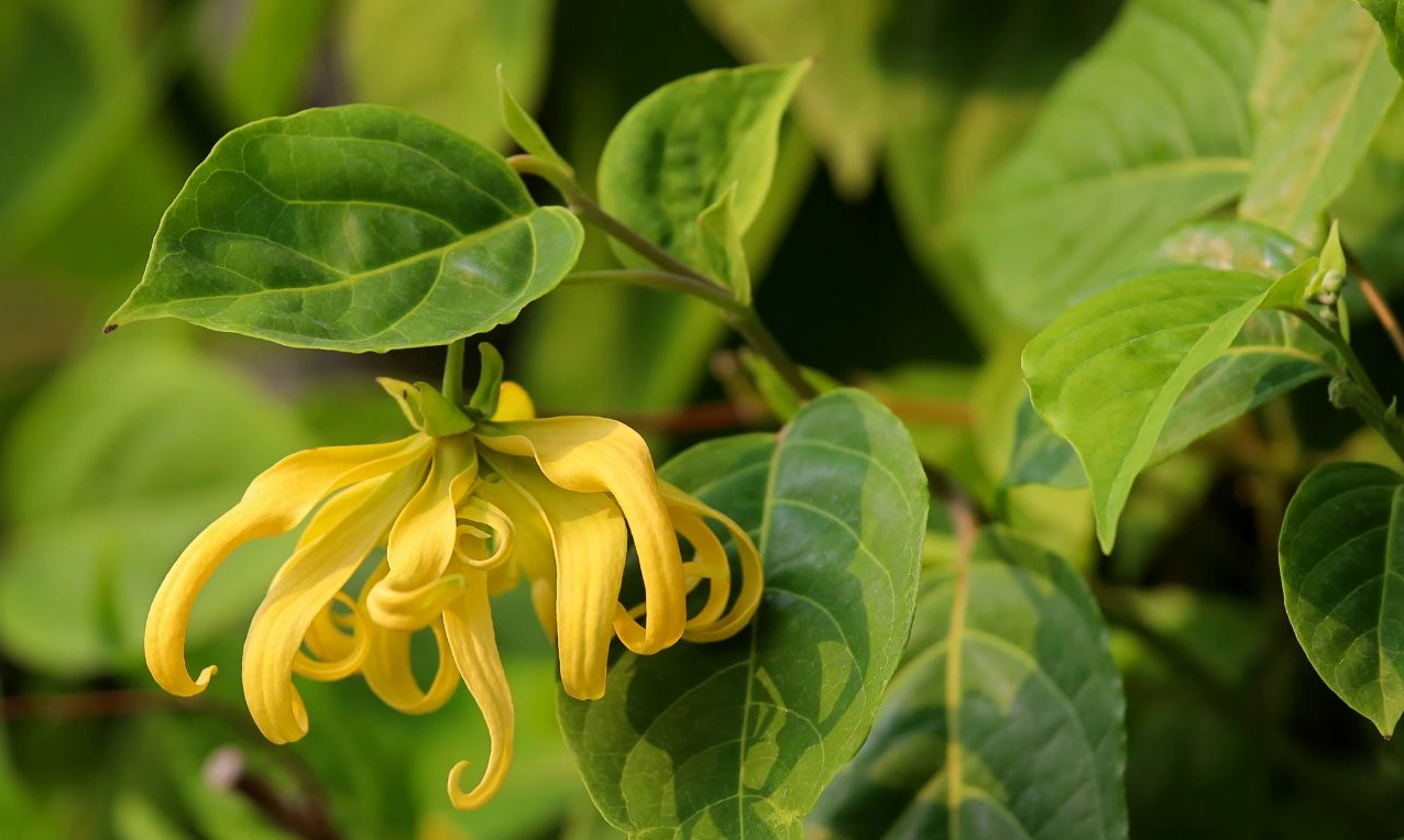 Hoa Hoàng Lan được ứng dụng trong không gian sống, tạo bầu không khí ấm áp và tinh tế