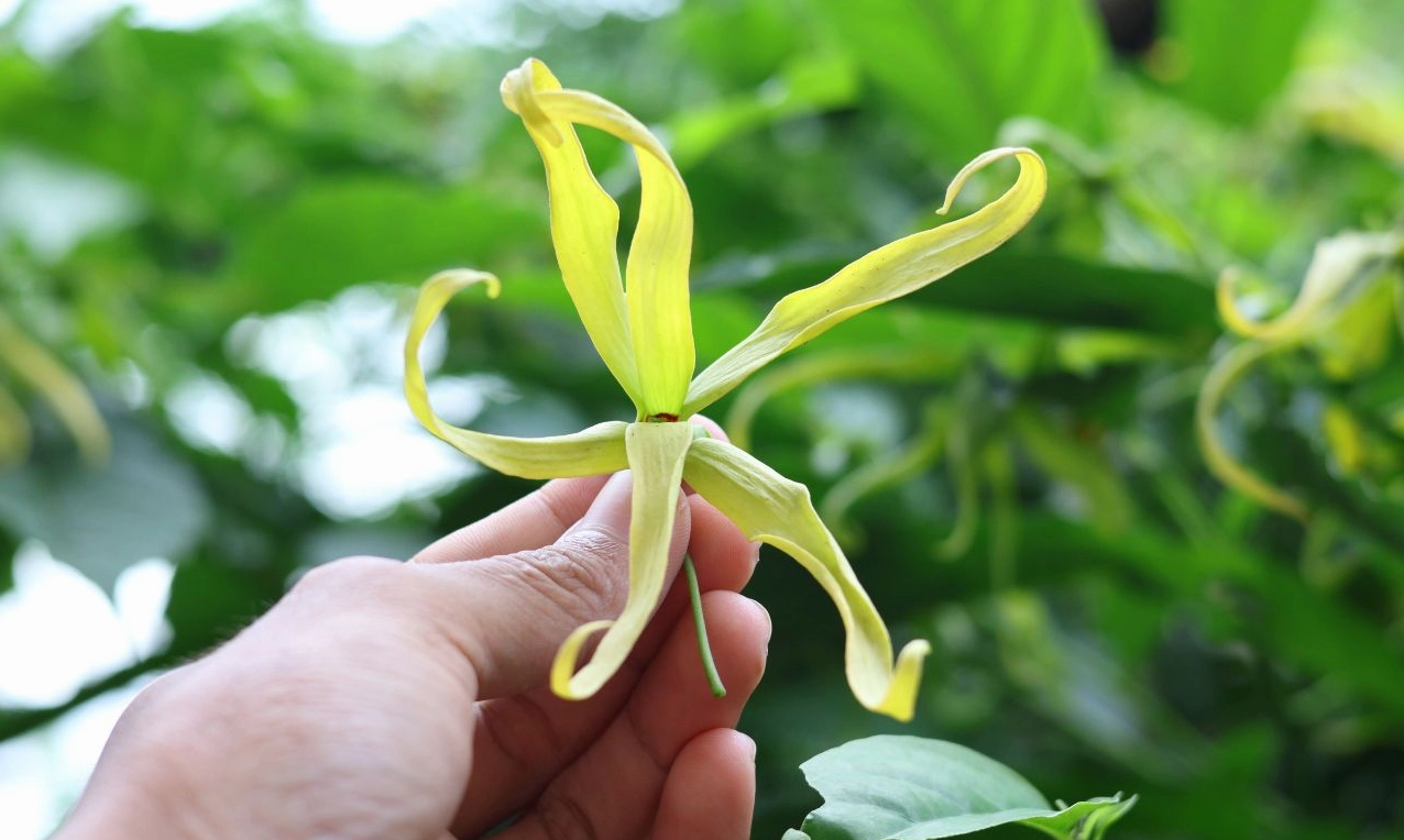 Hoa Hoàng Lan trên cành với những cánh dài mềm mại rủ xuống, gợi rõ nguồn gốc của loài hoa nhiệt đới thanh nhã