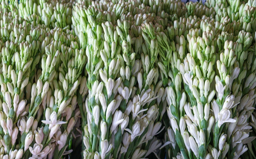 Hoa huệ trắng nở duyên dáng trên cành dài thanh mảnh mang vẻ đẹp nền nã và trang nhã