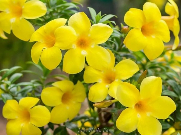 Hoa huỳnh anh màu vàng rực với hình dáng như chiếc kèn đang mở rộng trong nắng