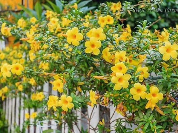 Hoa huỳnh anh vàng đứng nổi bật trong bồn cây với sắc hoa dày và bắt sáng tốt