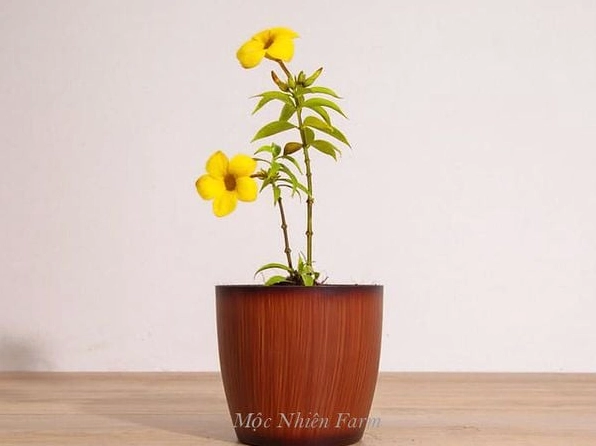 Hoa huỳnh anh vàng thân đứng nở nhiều bông nổi bật trên nền lá xanh trong khu vườn thoáng sáng