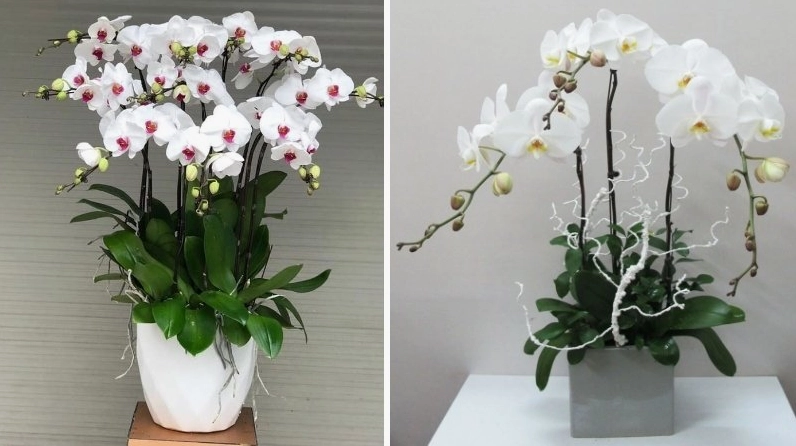 Hoa Lan Hồ Điệp trắng nở thanh khiết với cánh hoa sáng mềm và nhụy hoa nổi bật
