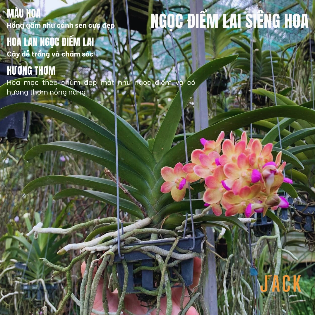 Hoa Lan Ngọc Điểm hồng gấm khoe chùm hoa dày, cánh nhỏ đều và màu hồng nổi bật trong khung hình sáng