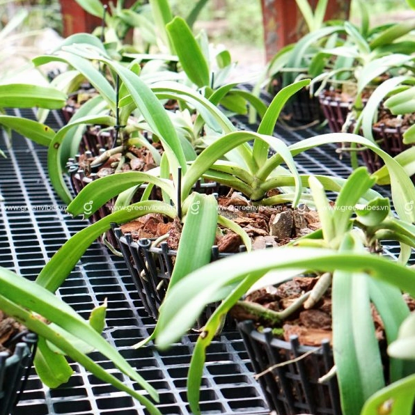 Hoa Lan Ngọc Điểm khoe sắc nhẹ nhàng trong khung hình gần, làm nổi bật độ dày của từng chùm hoa