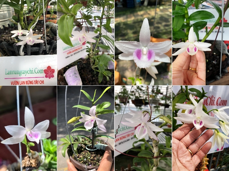 Hoa lan ngọc điểm nở rộ đẹp mắt với bố cục tự nhiên, phù hợp cho người yêu ảnh hoa làm hình nền