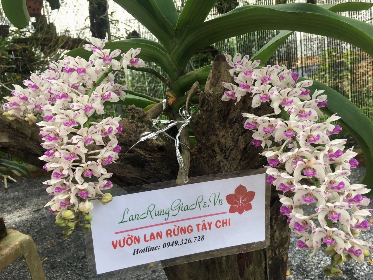 Hoa lan ngọc điểm rừng nở tự nhiên với gam màu trầm và vẻ đẹp nguyên bản giữa môi trường thoáng gió