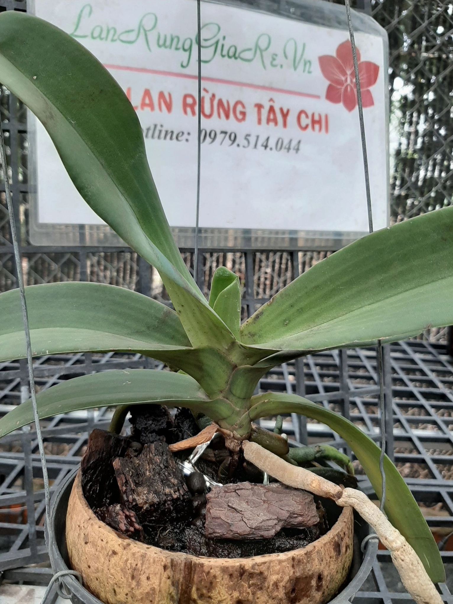 Hoa Lan Ngọc Điểm rừng trong trạng thái nở đẹp tự nhiên với chùm hoa rủ mềm và lá xanh khỏe