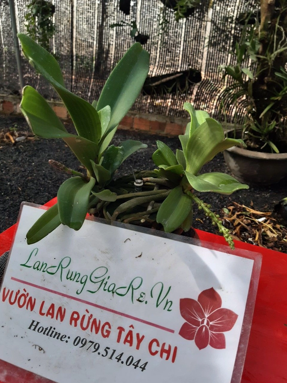 Hoa Lan Ngọc Điểm rừng với chùm hoa nổi bật treo trên thân gỗ, gợi vẻ đẹp nguyên sinh