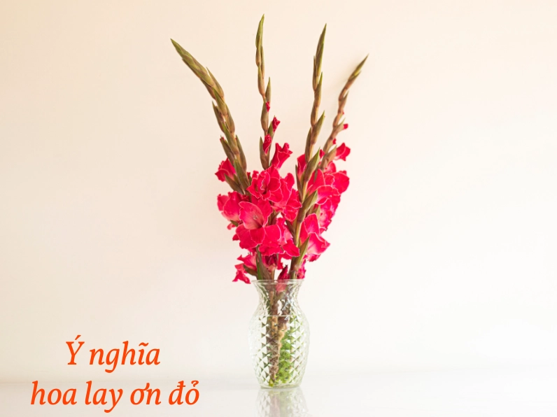 Hoa lay ơn đỏ nở rực rỡ với gam màu nồng ấm, gợi cảm giác may mắn và sức sống tràn đầy trong dịp Tết