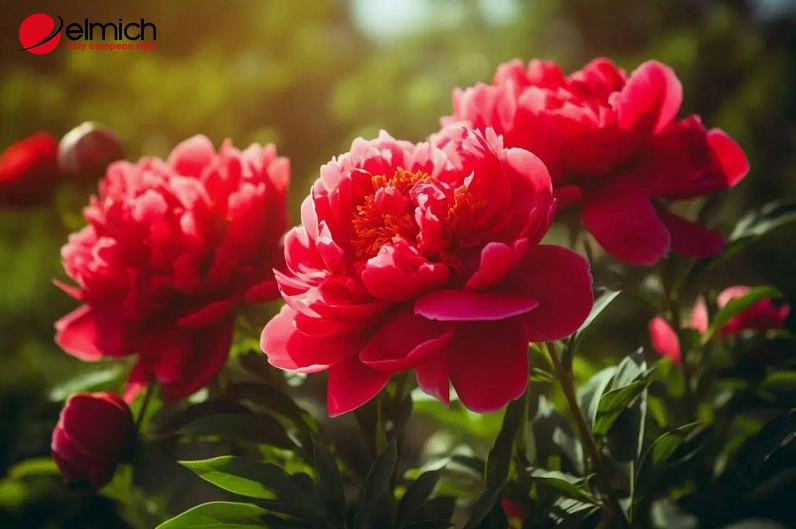 Hoa mẫu đơn rực rỡ phù hợp với người mệnh Hỏa trong quan niệm phong thủy